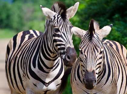 Hluhluwe Game Reserve